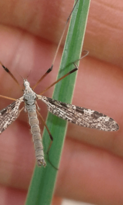 Limoniidae : Limnophila pictipennis ?  Sì, maschio